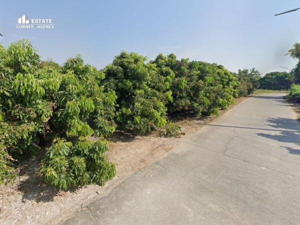 82052-3 – Urgent Sale! 2 plots of longan plantation land, 1-3-55 rai ...